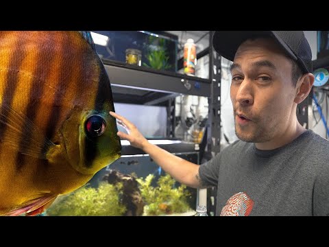 Видео: Экскурсия по залу диких рыб для будущей легенды разведения