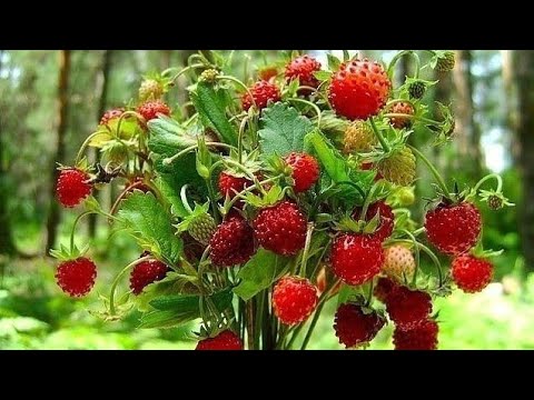 Видео: Букет земляники, от старта, до финиша, B2267 Лука'С
