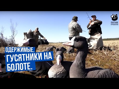 Видео: Гусятники на болоте \ Одержимые