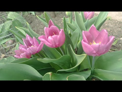 Видео: Тюльпаны. Обзор сортов. Итоги сезона 2024