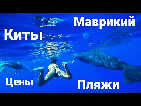 Видео: Киты на Маврикии! Рейтинг пляжей. Цены!