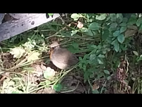 Видео: Птичка на кладбище 