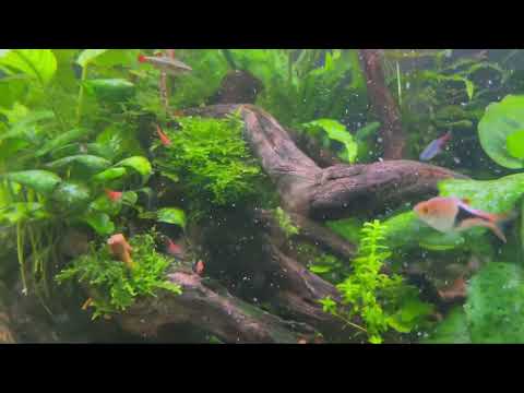 Видео: Аквариумный рай Часть 3. Кормим рыбок артемией.