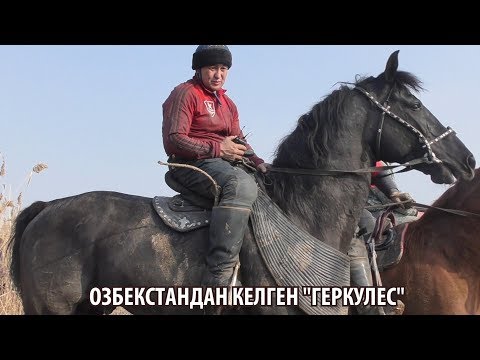 Видео: Байыш Ниязов ӨЗБЕКСТАНДАН КЕЛГЕН АТЫ "ГЕРКУЛЕС"