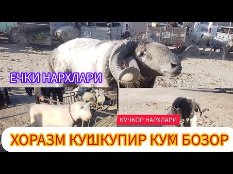 Видео: ХОРАЗМ КУ́ШКУПИР КОЙ  БОЗОРИ
