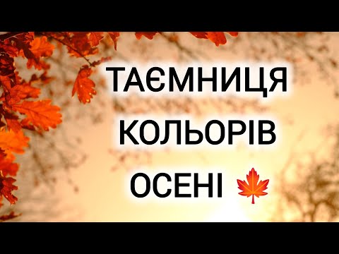 Видео: Чому листя восени змінює колір/ осінні кольори/дерева восени #autumn #осінь