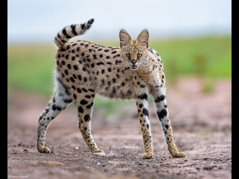 Видео: Алуурчин муурнууд