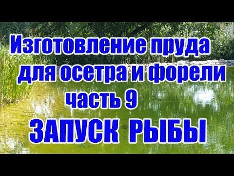 Видео: Изготовление пруда для осетра и форели (часть 9) ЗАПУСК РЫБЫ