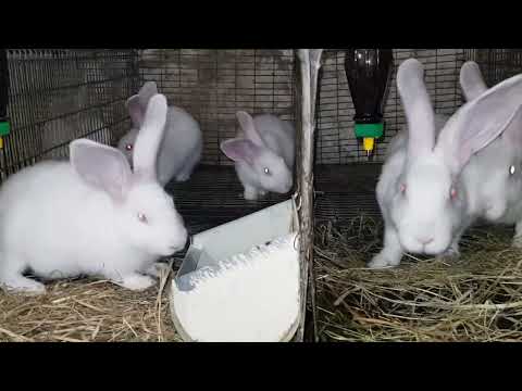 Видео: Кролики порода Панон. Наші кролики. @krolyky_ternopil