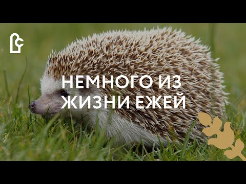 Видео: Немного из жизни ежей