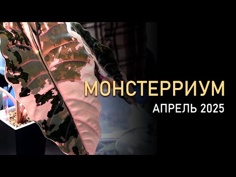Видео: МОНСТЕРРИУМ. Обзор выставки