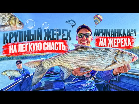 Видео: НАДО ВИДЕТЬ!!! ЛУЧШАЯ ПРИМАНКА НА ЖЕРЕХА!