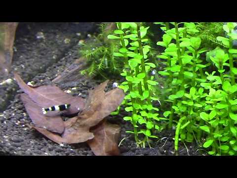 Видео: ПАРАМЕТРЫ ВОДЫ- это наше всё! Новости креветочника  Май 2020