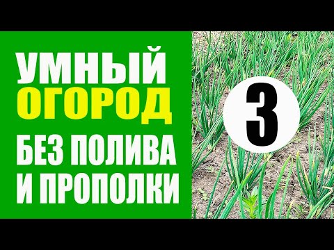 Видео: Умный Огород - 3 ч. Не Нужно Поливать и Пропалывать. Природное земледелие. Урожайный огород