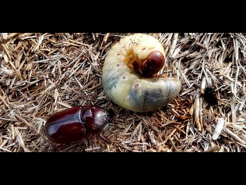 Видео: Наживка для язя - личинка жука-носорога.