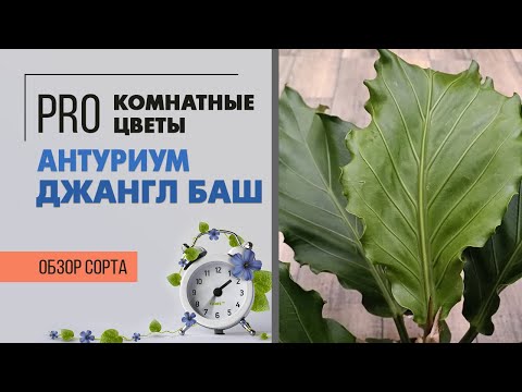 Видео: Антуриум Джангл Баш - декоративно лиственный сорт антуриума | Мощь и сила джунглей