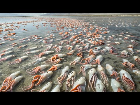 Видео: Почему Никто Не Ест Миллионы Выброшенных на Берег Кальмаров?