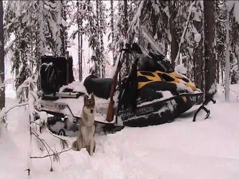 Видео: Заботы промысловика