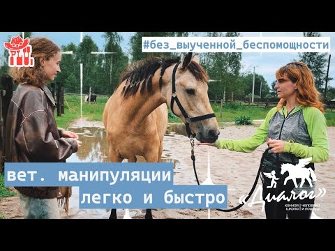 Видео: Ветеринарные манипуляции. Как приучить лошадь. Разница между приучением и выученной беспомощностью