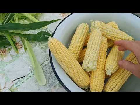 Видео: Фарширую перцы/Новый тюль в кухню/Наломала початок 🌽/Жизнь на пенсии в ДЕРЕВНЕ 🤗