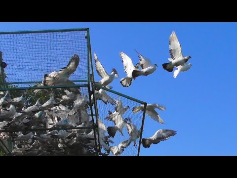 Видео: О Голубях которых уже нет! Видео из личного Архива!😥