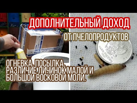 Видео: Дополнительный доход. Огневка. Посылка. Различие личинок малой и большой восковой моли. Пчеловодство