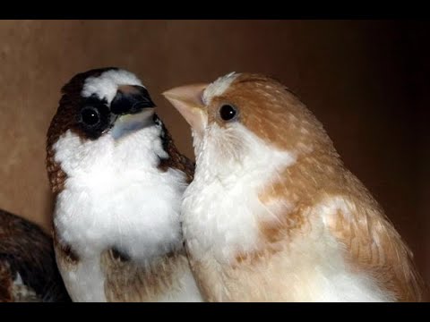 Видео: японские амадины и маленькие хитрости