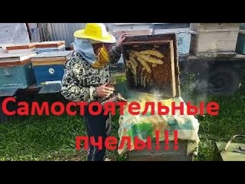 Видео: Пчелы жили без человека много лет