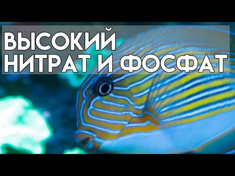 Видео: высокий нитрат и фосфат в морском аквариуме.  мягкий риф 700.