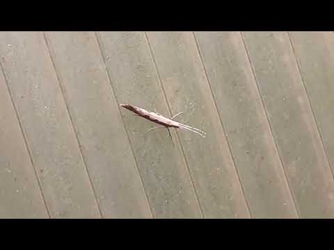 Видео: капустная моль