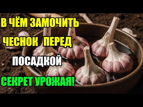 Видео: В Чём Замочить Чеснок Перед Посадкой — Лучшие Способы