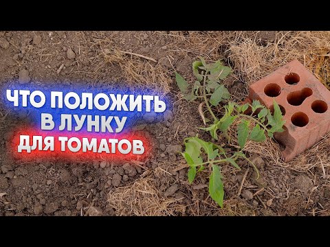 Видео: Что положить в лунку для томатов