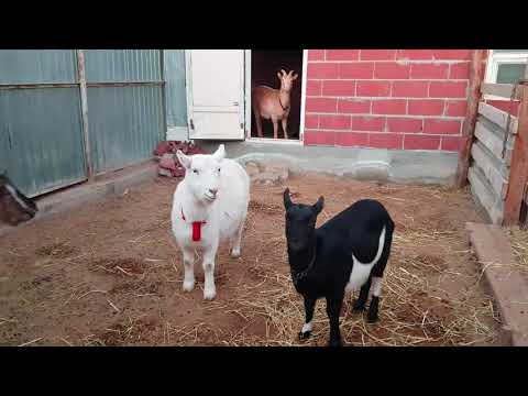 Видео: қыстық қора