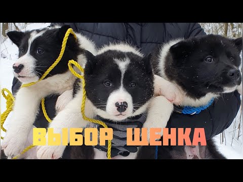 Видео: Выбор щенка лайки часть 2
