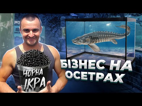 Видео: ЧОРНА ІКРА ТА ОСЕТРОВА ФЕРМА: ЯК ВИРОЩУЮТЬ НАЙДОРОЖЧУ РИБУ У СВІТІ?