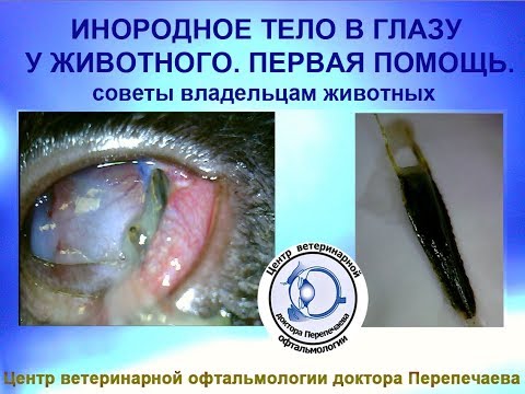 Видео: Инородное тело в глазу у животного. Первая помощь.