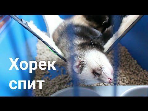 Видео: Как спит хорек. Сёма упал с гамака.