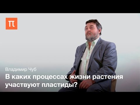 Видео: Пластиды Владимир Чуб