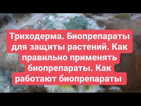 Видео: Биопрепараты ПРИМЕНЕНИЕ для защиты растений от болезней Триходерма