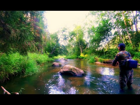 Видео: СПЛАВ ПО РЕКЕ. 2 СЕРИЯ. ХАРИУС, ФОРЕЛЬ, ВИМБА, ЩУКА, ОКУНЬ, ГОЛАВЛЬ. ВОЛКИ. НОЧЁВКА В ЛЕСУ. ЖАРЁХА