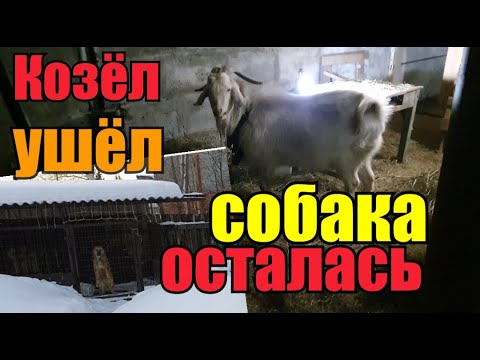 Видео: Есть пострадавшие(》Куда поехал козёл..