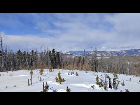 Видео: Добыча кедрового ореха 2023 год.