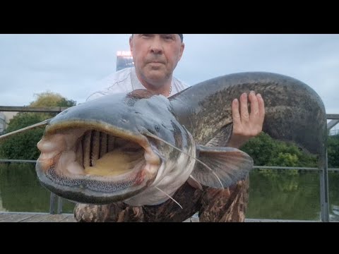 Видео: рыбалка в Германии река неккар на отводной паводок ловля хищника