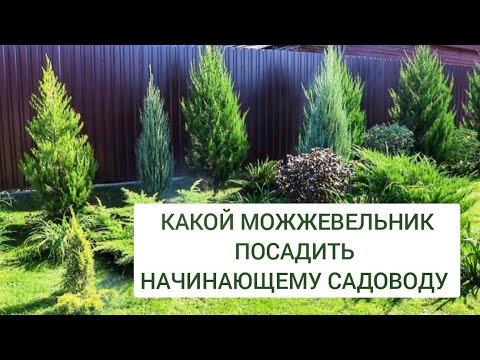 Видео: КАКОЙ МОЖЖЕВЕЛЬНИК ПОСАДИТЬ НАЧИНАЮЩЕМУ САДОВОДУ. 22.09.2024г.