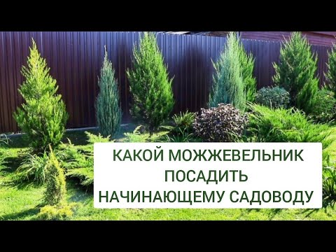 Видео: КАКОЙ МОЖЖЕВЕЛЬНИК ПОСАДИТЬ НАЧИНАЮЩЕМУ САДОВОДУ. 22.09.2024г. БЕЛАРУСЬ, ГОМЕЛЬСКАЯ ОБЛАСТЬ