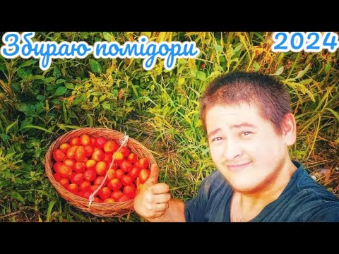 Видео: Збираю помідори 🍅❗️2024❗️