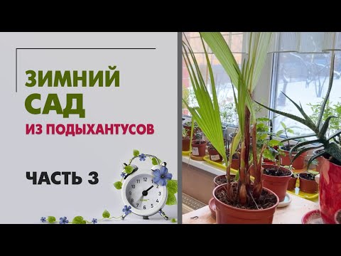 Видео: Зимний сад. Обзор через три недели после наведения порядка