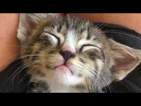 Видео: 😻 Самые смешные кошки! 🐈 Подборка смешных видео котов, котят и собак! 😺