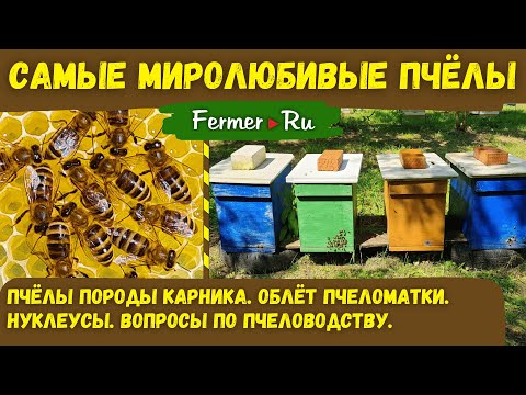 Видео: Бизнес на пчёлах, но не на мёде. Матководство. Что такое нуклеусы? Миролюбивая пчела Карника