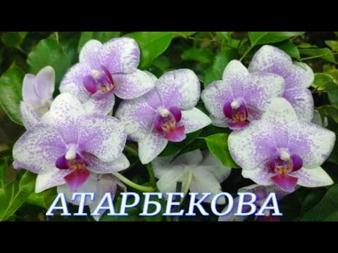 Видео: №935/ СВЕЖАЯ поставка ОРХИДЕЙ в с/ц на АТАРБЕКОВА